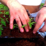 Da li je moguće bez branja rasada paradajza i zašto je potrebno ron...